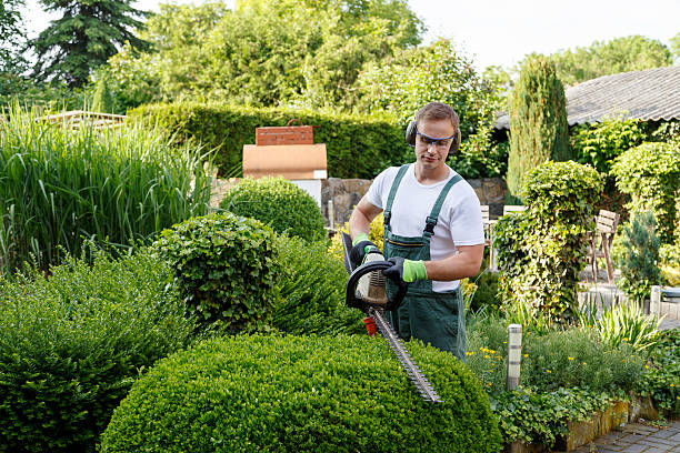 Reliable Tacoma, WA Tree Removal Services Solutions